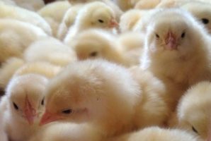 chicken-8307677_1280