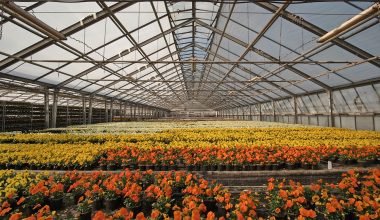 greenhouse-4948726_1280